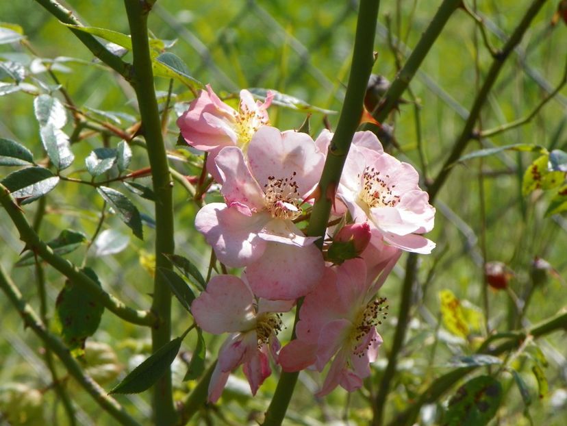 Open Arms - Dobarland 25 august