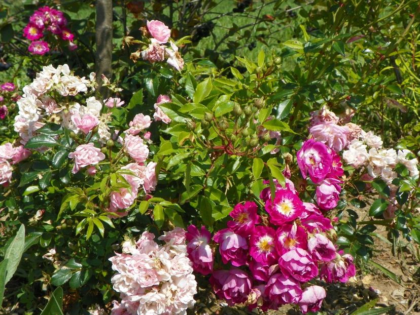 Hermann Schmidt si The Fairy - Dobarland 25 august