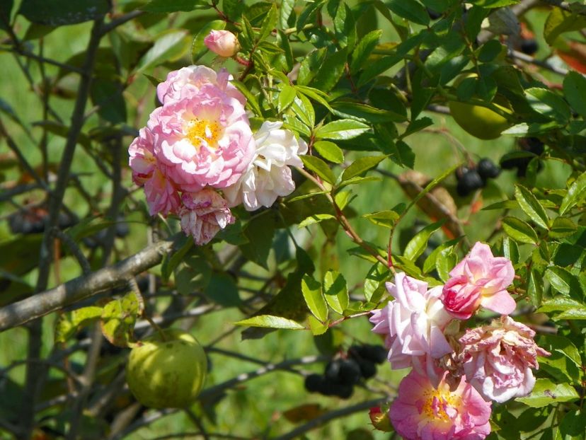 Ghislaine Feuerwerk - Dobarland 25 august