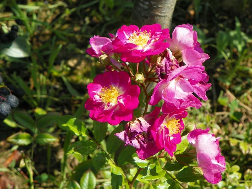 Hermann Schmidt - Dobarland 25 august