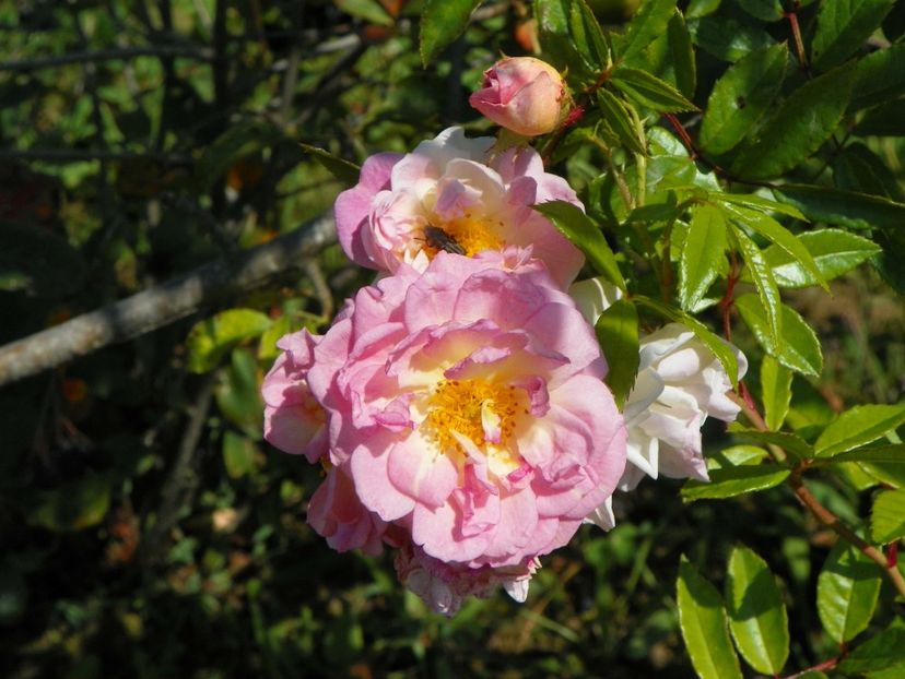 Ghislaine Feuerwerk - Dobarland 25 august