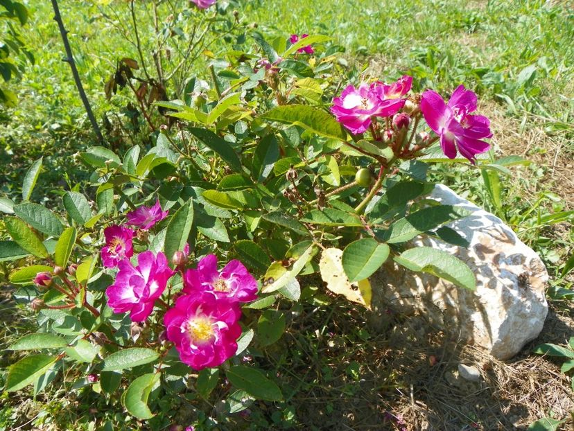 Lauren - Dobarland 25 august