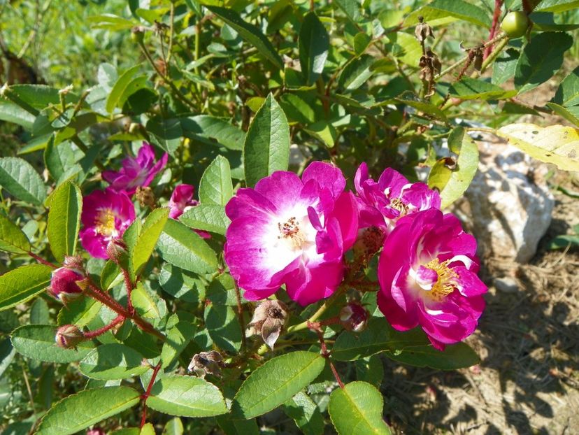 Lauren - Dobarland 25 august