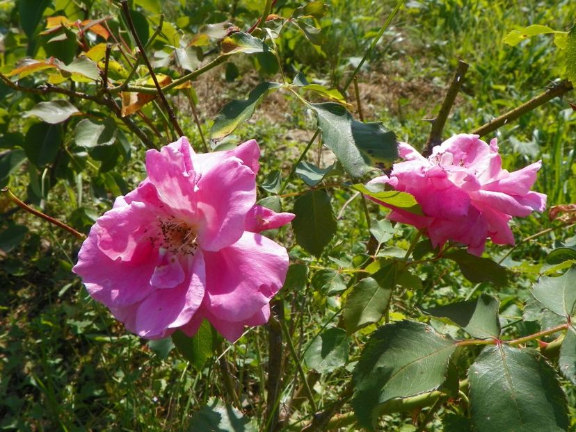 Katy Road Pink - Dobarland 25 august