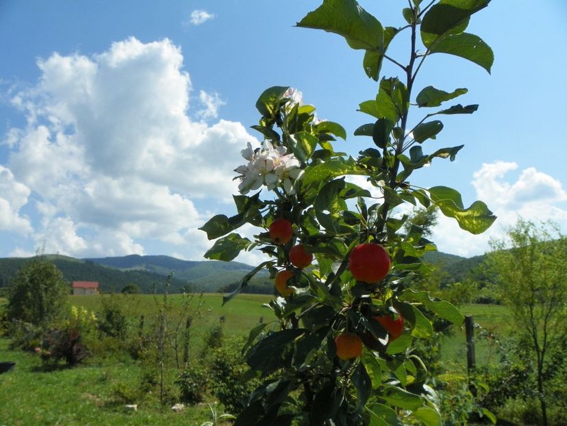 malus John Downie - Dobarland 25 august