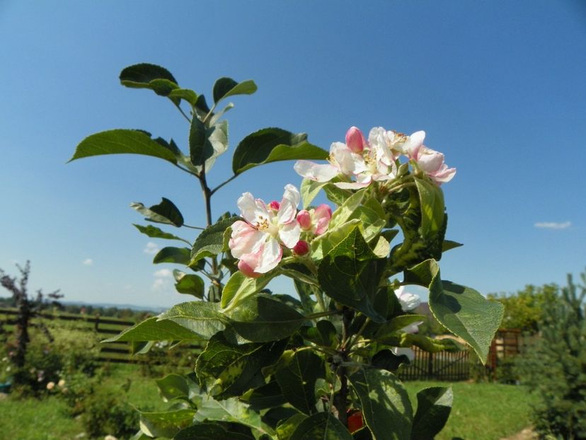malus John Downie - Dobarland 25 august