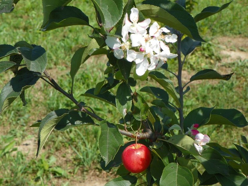 cu fructe si flori at the same time - Dobarland 25 august