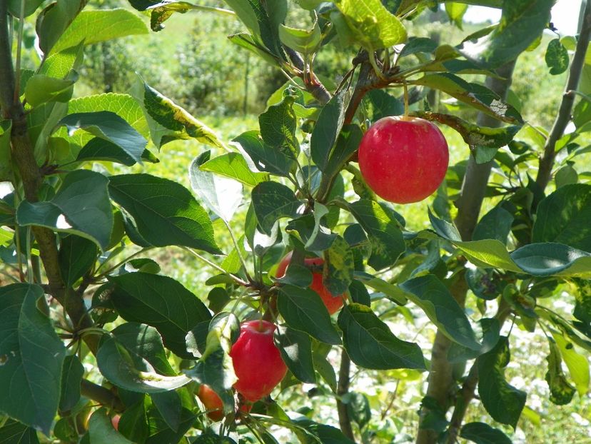 malus John Downie - Dobarland 25 august