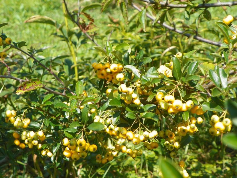 pyracantha Soleil d'Or - Dobarland 25 august