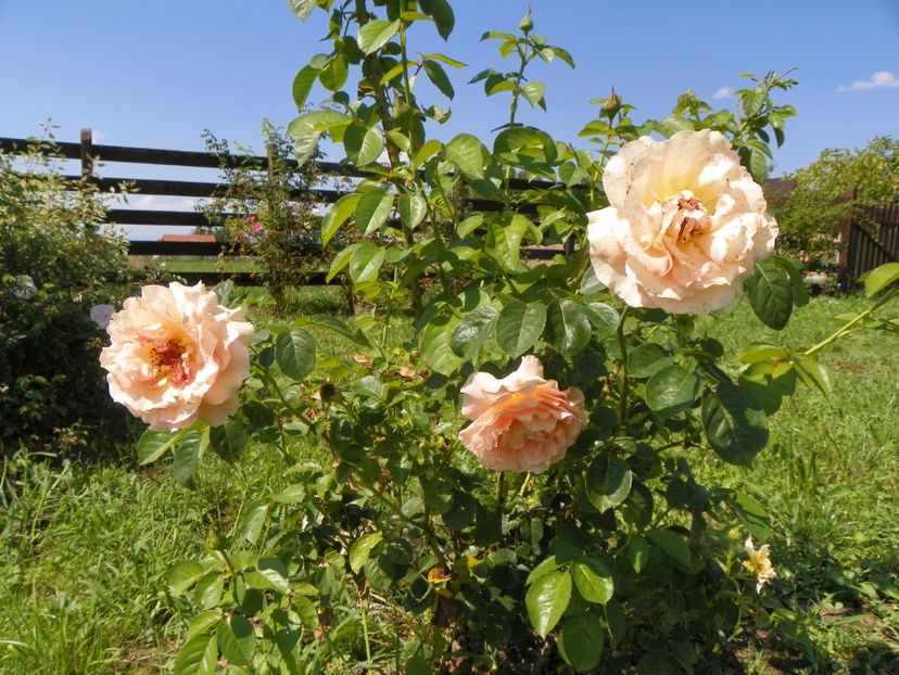 Polka - Dobarland 25 august