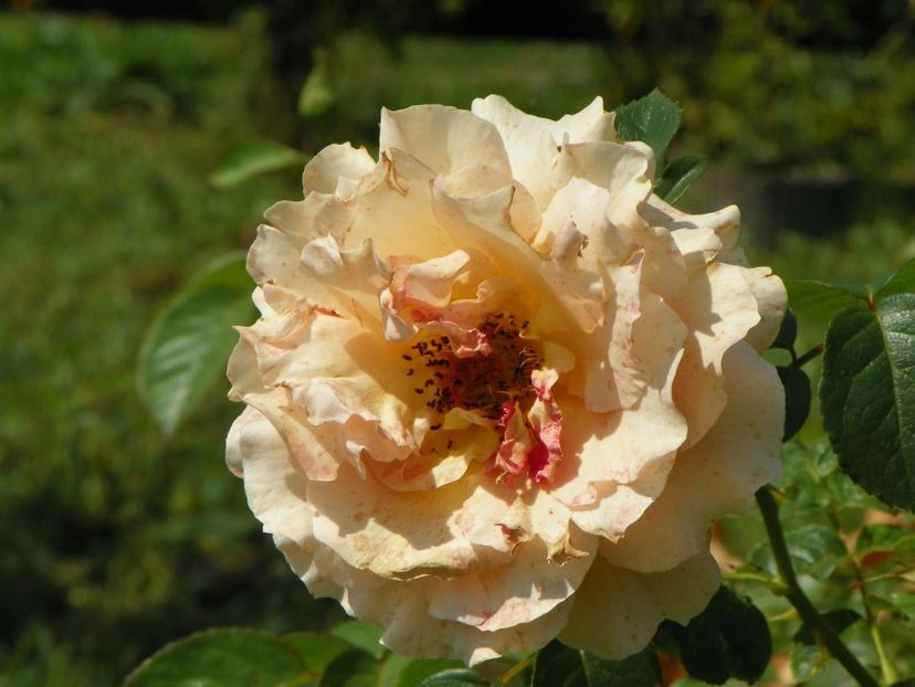 Polka - Dobarland 25 august