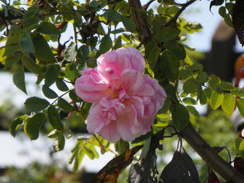 Stanwell Perpetual - Dobarland 25 august