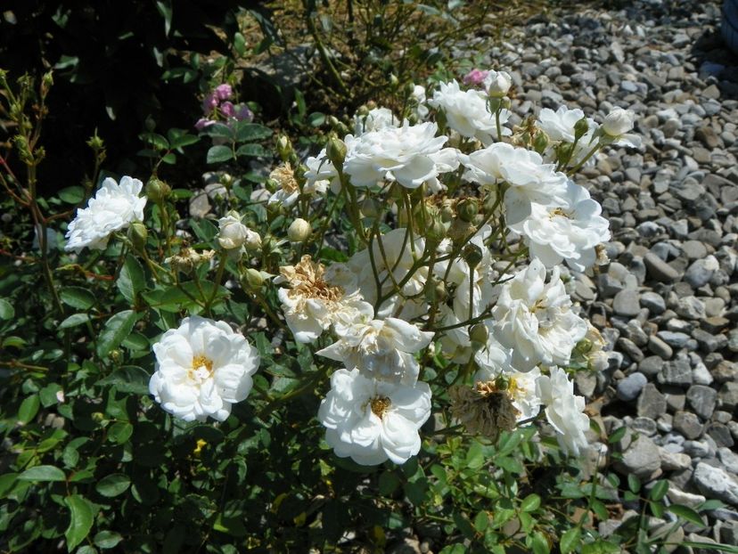 Katharina Zeimet - Dobarland 25 august