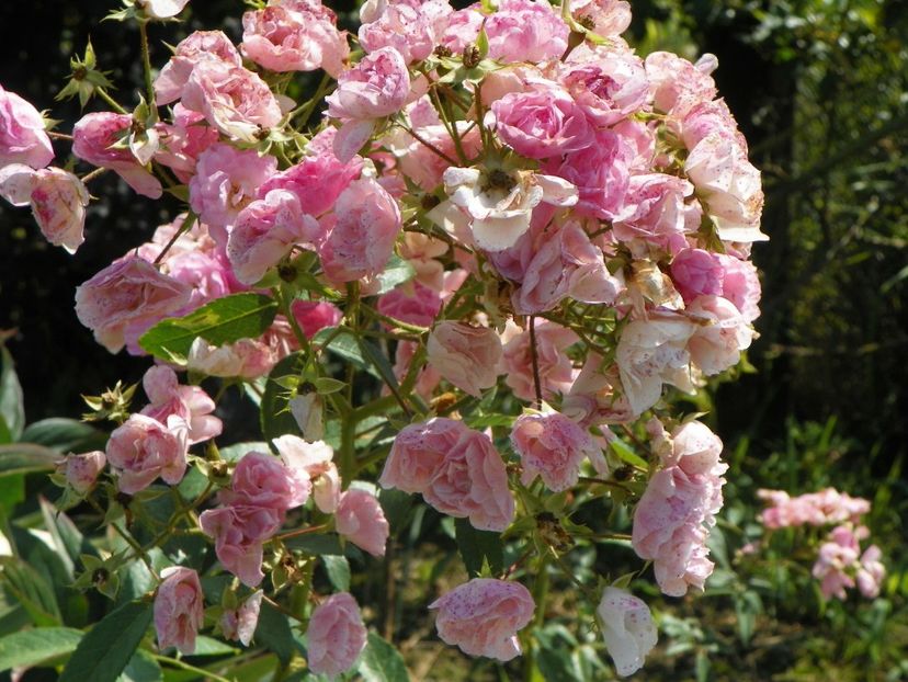 Heavenly Pink - Dobarland 25 august