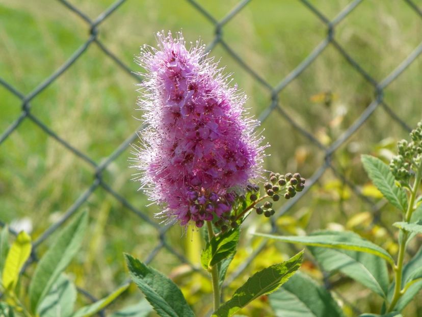 spiraea billardii Trimphans - Dobarland 25 august