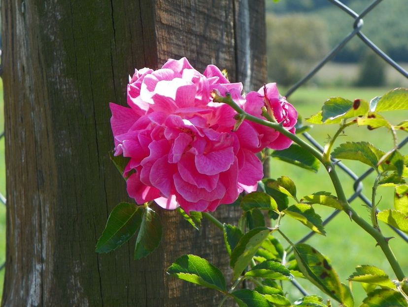 Dorothy Perkins - Dobarland 25 august