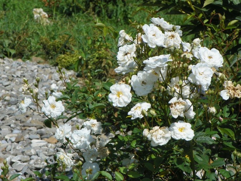 Katharina Zeimet - Dobarland 25 august