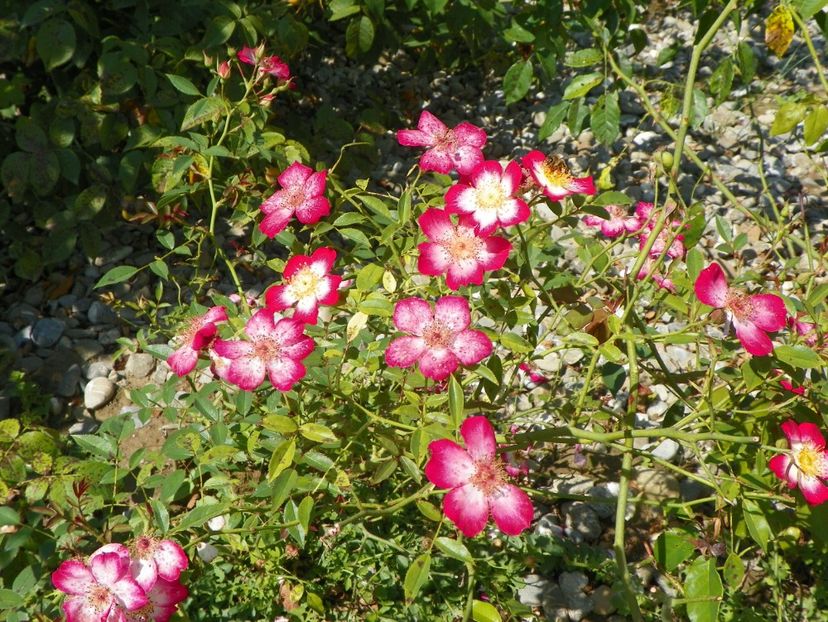 Star Profusion - Dobarland 25 august