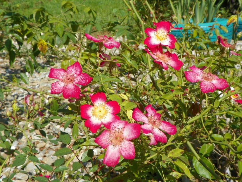 Star Profusion - Dobarland 25 august