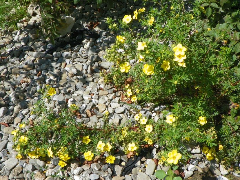 potentilla fruticosa Goldfinger - Dobarland 25 august