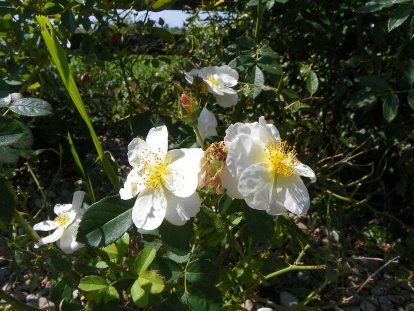 Omi Oswald - Dobarland 25 august