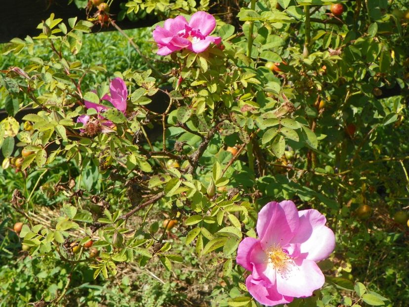 Marguerite Hilling - Dobarland 25 august