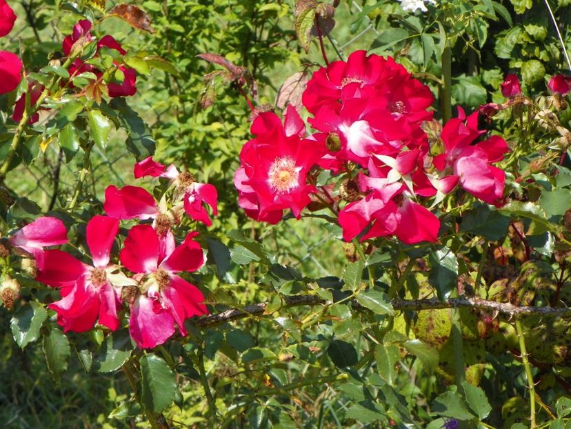 Dortmund - Dobarland 25 august