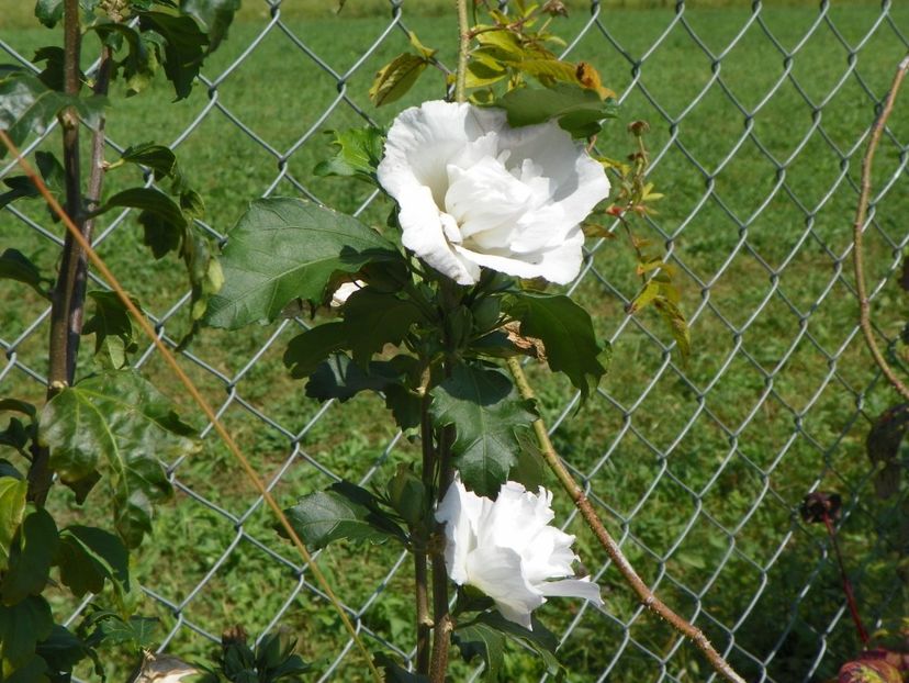 hibiscus syriacus Jeanne d'Arc - Dobarland 25 august