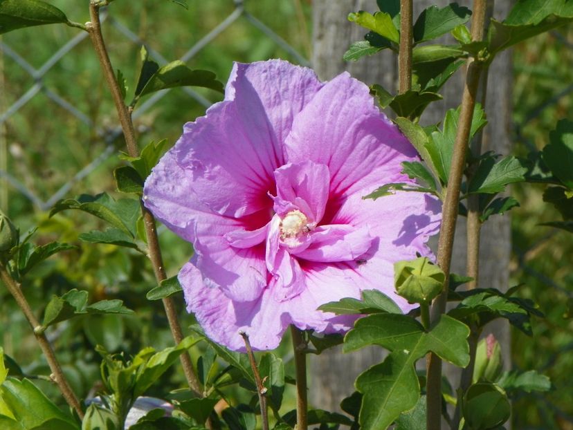hibiscus syriacus Lavender Chiffon - Dobarland 25 august
