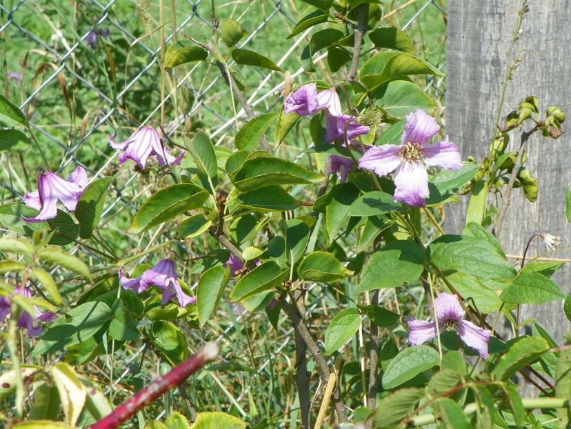 clematis Heather Hershell - Dobarland 25 august