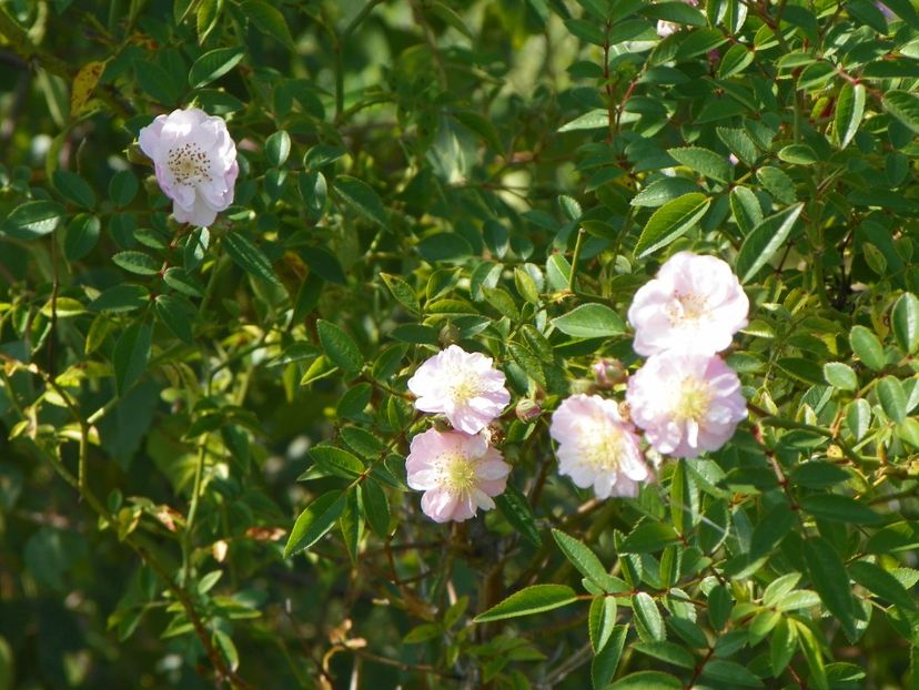Little Rambler - Dobarland 25 august
