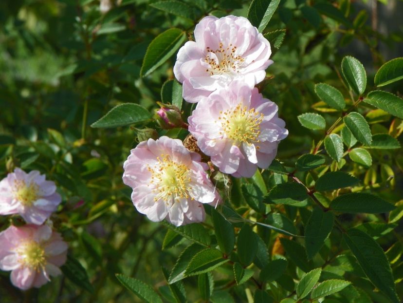 Little Rambler - Dobarland 25 august