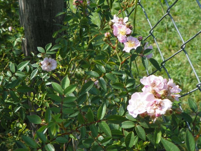 Little Rambler - Dobarland 25 august