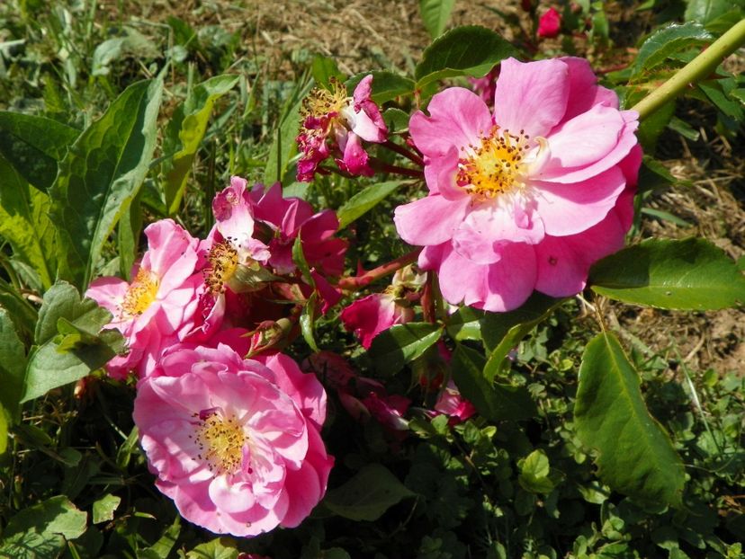 Magic Meillandecor - Dobarland 25 august