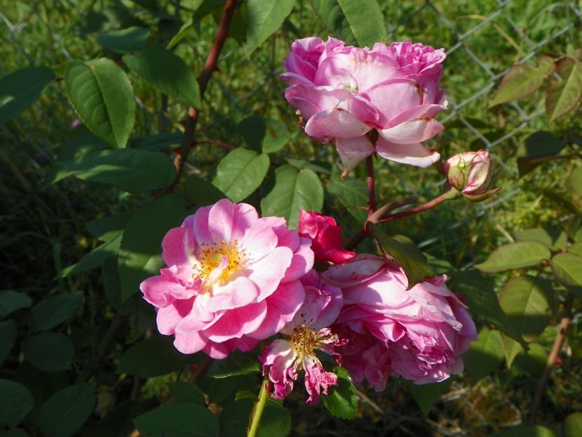 Magic Meillandecor - Dobarland 25 august