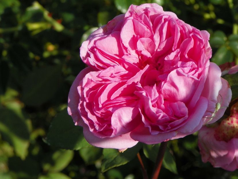 Mme. Ernest Calvat - Dobarland 25 august