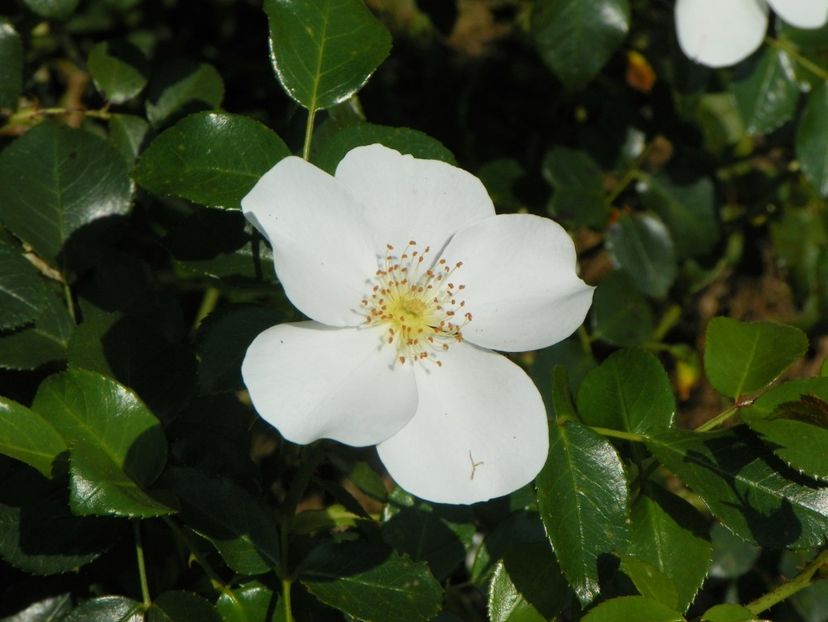 Escimo - Dobarland 25 august