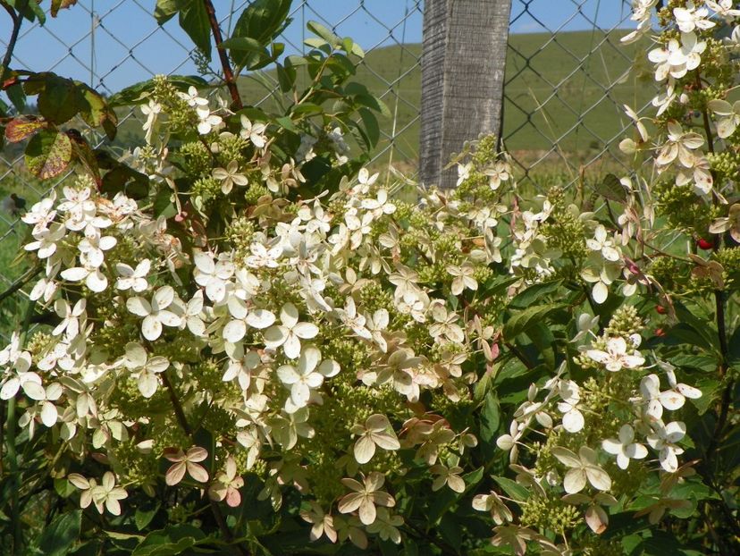 hydrangea paniculata Grandiflora - Dobarland 25 august