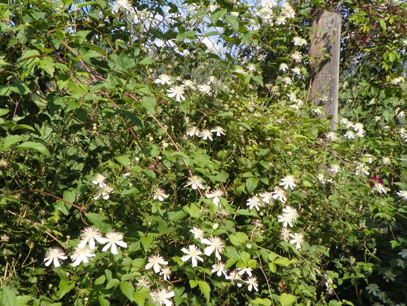 Clematis Summer Snow - Dobarland 25 august