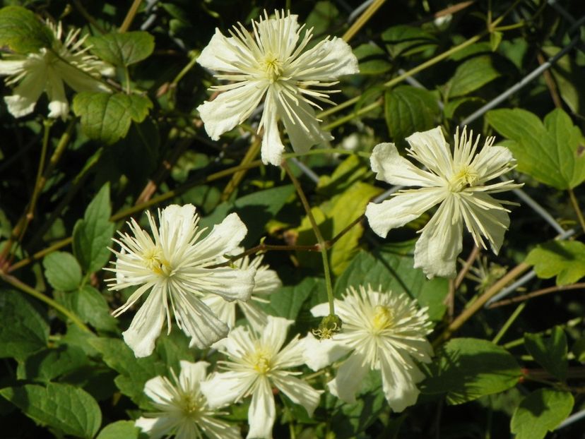 Clematis Summer Snow - Dobarland 25 august