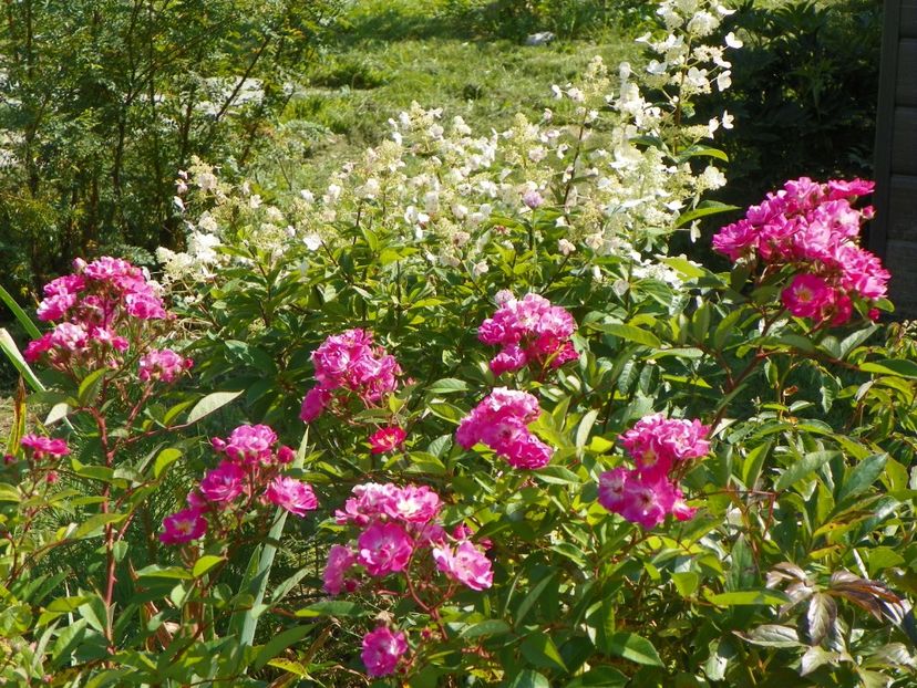 Robin Hood - Dobarland 25 august