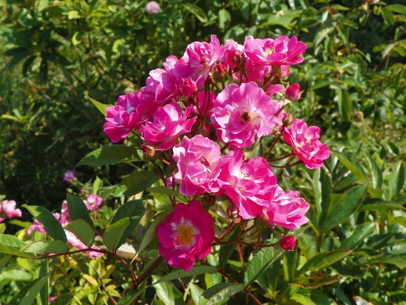 Robin Hood - Dobarland 25 august