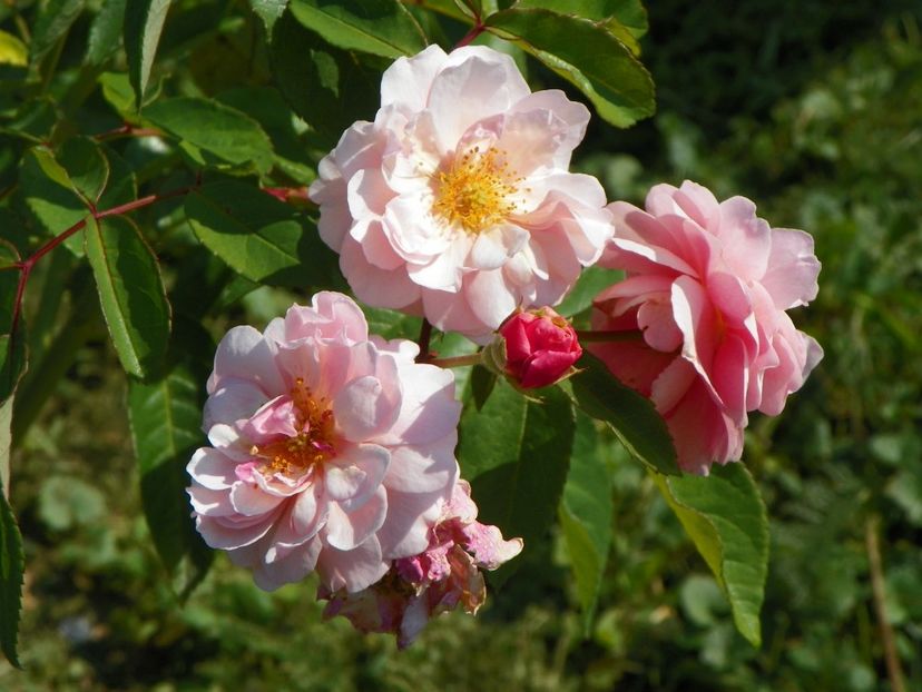 Cornelia - Dobarland 25 august