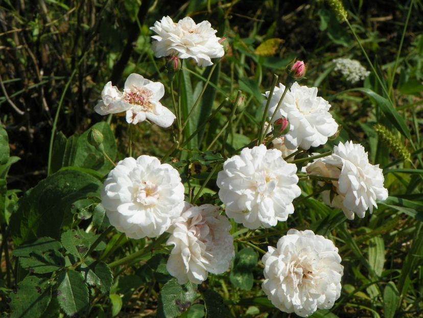 Little White Pet - Dobarland 25 august