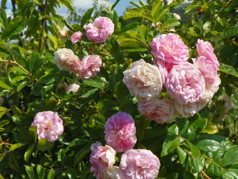 Pink Ghislaine de Feligonde - Dobarland 25 august