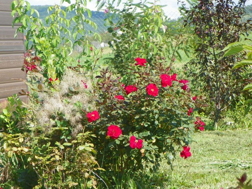 Zeelandia - Dobarland 25 august