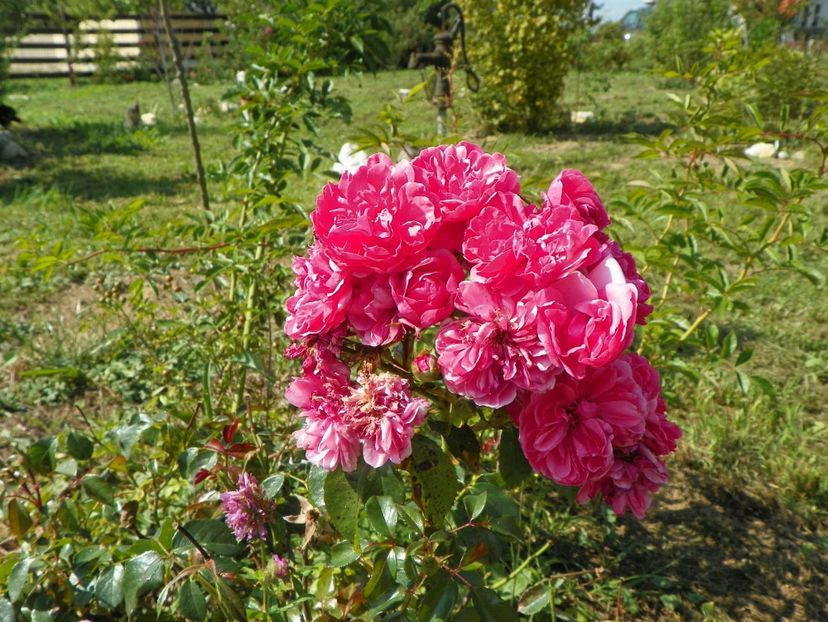 Les Quatre Saisons - Dobarland 25 august