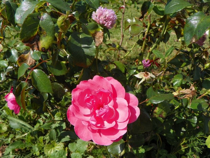 Bordure Magenta - Dobarland 25 august