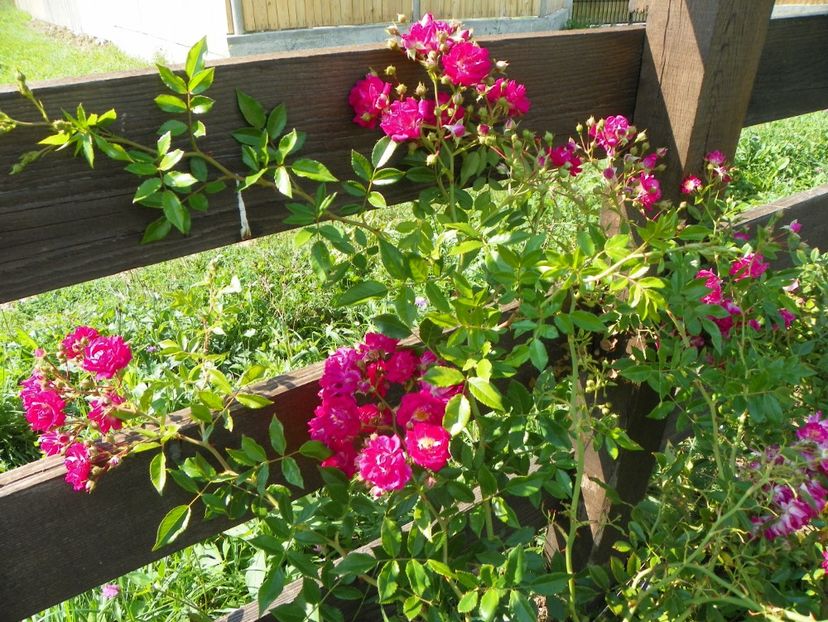 Super Excelsa - Dobarland 25 august