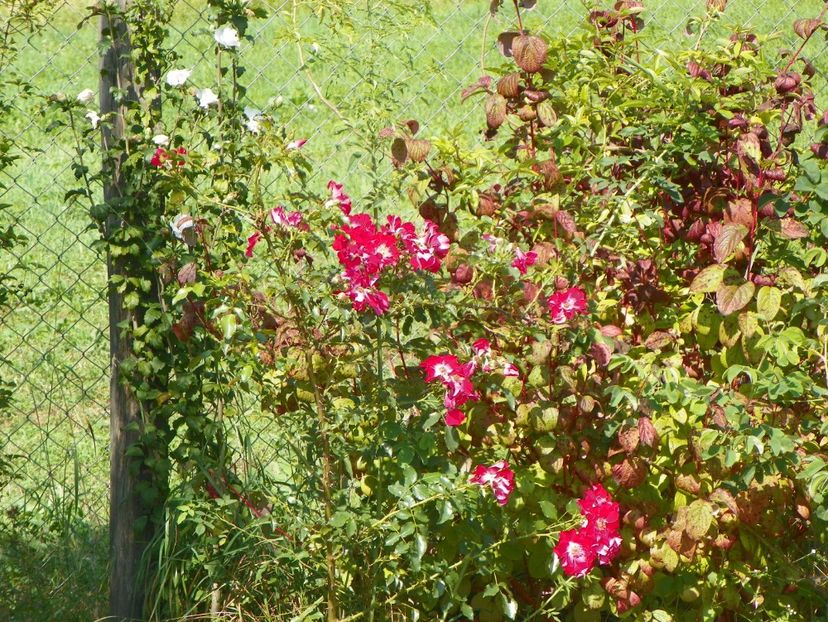 hibiscus syriacus Jeanne d'Arc si Dortmund - Dobarland 25 august